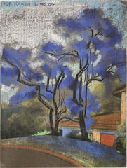 Jacaranda Tree